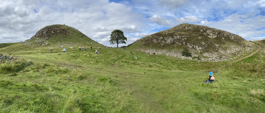 Sycamore Gap - Tree